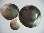 Pinctada margaritifera